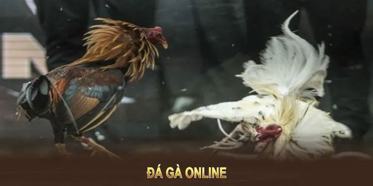 Khám Phá Cách Chơi Đá Gà WS168 Tại QH88 Với Trận Đấu Sôi Động Hấp Dẫn