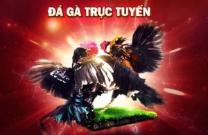 Tìm Hiểu Cách Chơi Đá Gà GA28 Tại QH88 Với Trận Đấu Đỉnh Cao Hấp Dẫn